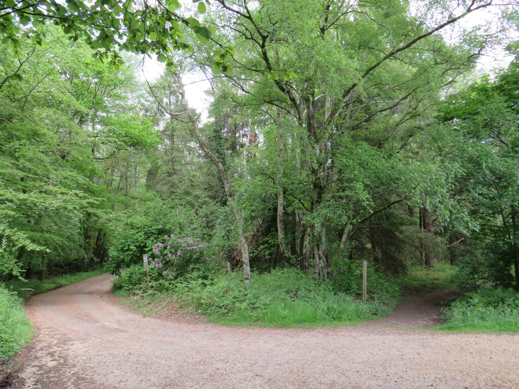 driveway-and-path-near-liphook-malc-mcdonald-cc-by-sa-2-0-geograph