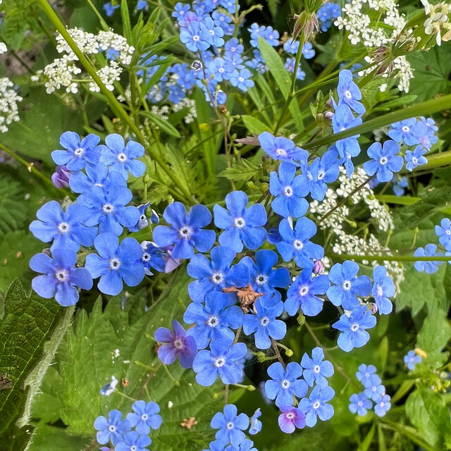 Forget-me-nots by Mill Lane