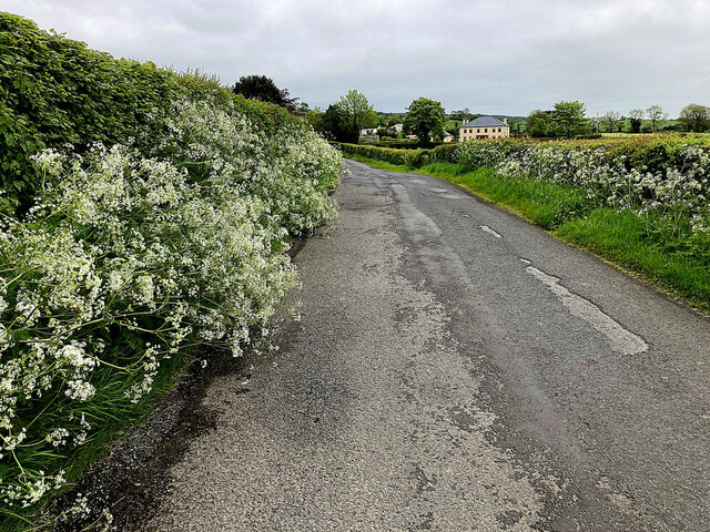 Cow parsley along Carnony Road