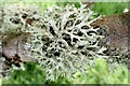 TQ8224 : Evernia prunastri (Oak Moss) by Phil Brandon Hunter