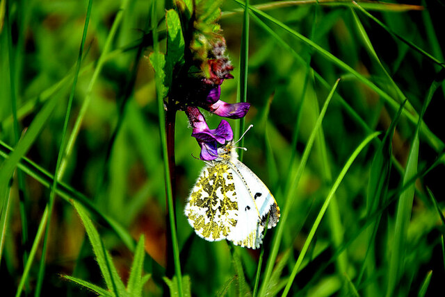 Orange tip butterfly, Attaghmore