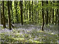 SO2218 : Bluebells in Coed Cefn Wood by John H Darch