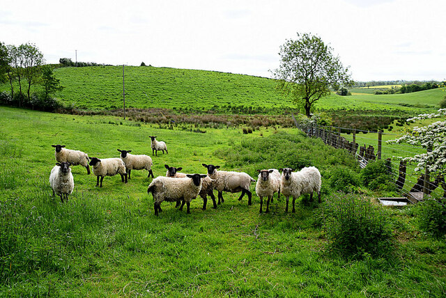 Sheep, Seskinore