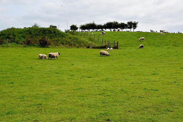 Sheep grazing in a field, Seskinore