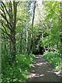 Pendeford Mill Nature Reserve near Bilbrook, Staffordshire