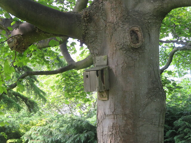 Nest box, damaged by a Woodpecker