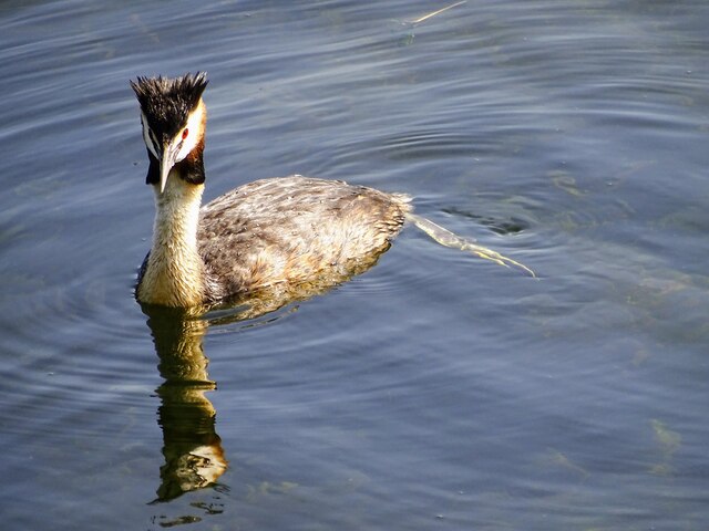 Great crested grebe, Coate Water Country Park, Swindon