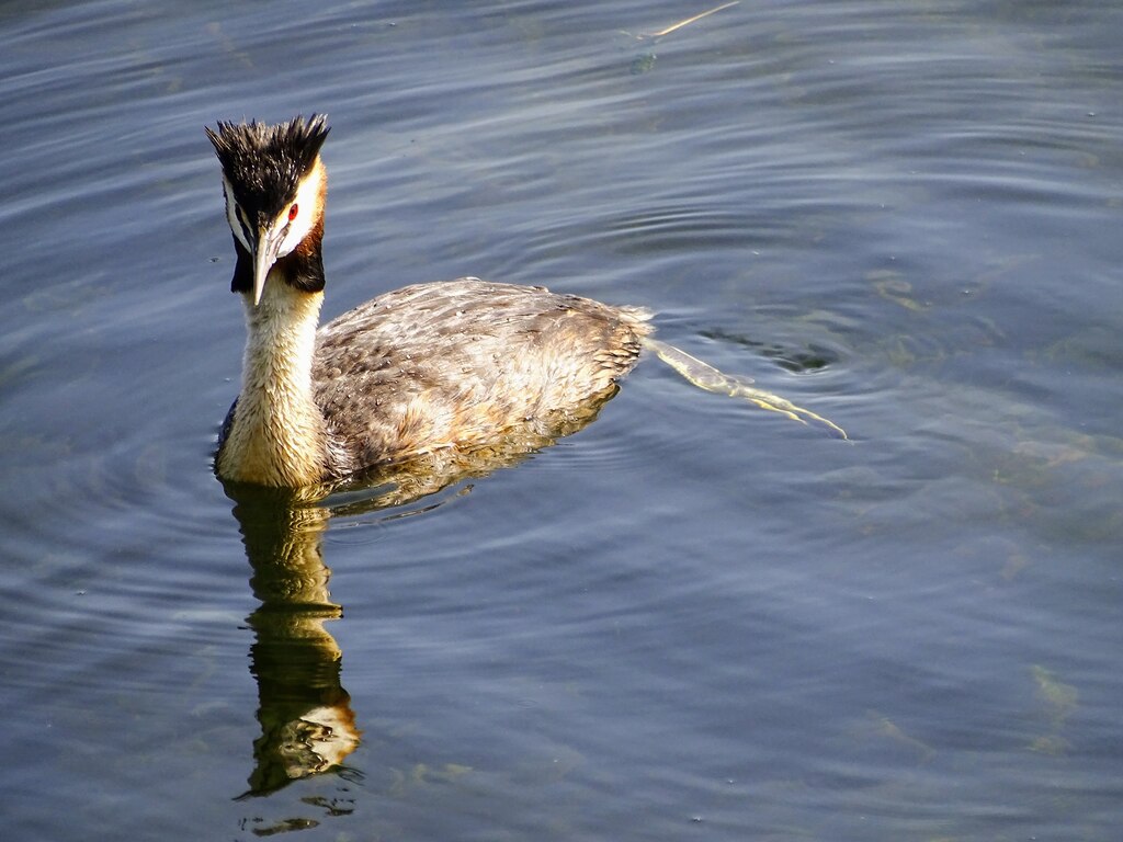 Great crested grebe, Coate Water Country... © Brian Robert Marshall cc ...