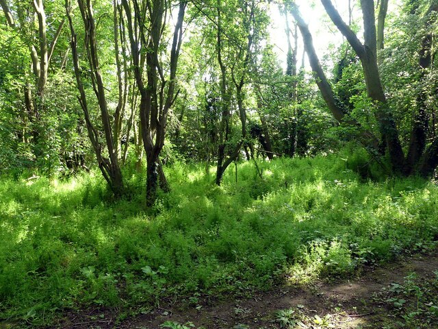 Gedling House Woods – 4 © Alan Murray-Rust :: Geograph Britain and Ireland