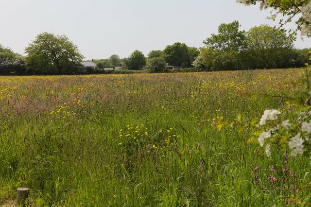 Wildflower meadow  beside the Botetoe Road