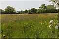 Wildflower meadow  beside the Botetoe Road