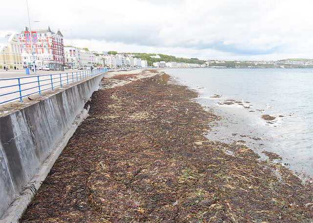 A Swathe of Seaweed