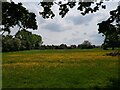 A meadow off Mill Lane, Wychbold