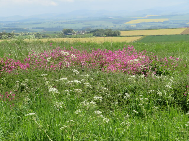 Red Campion and Cow Parsley