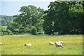 Sheep and buttercups