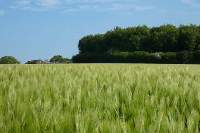 Farmland, Collingbourne Kingston