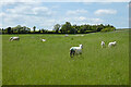 Pasture, St Mary Bourne