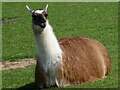 Hello Llama, Nice Day