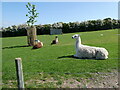 Llamas in the Park