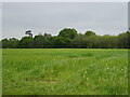 Field and woodland near Howe