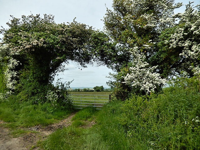 Gate and Whitethorn