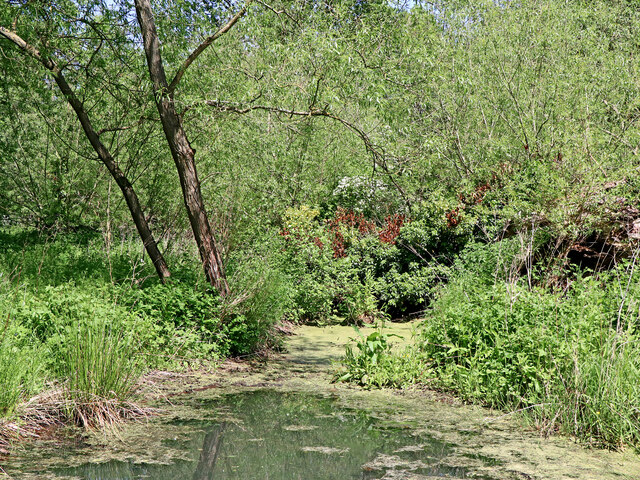 Woodland Pond Pendeford Mill Nature © Roger Kidd Geograph Britain