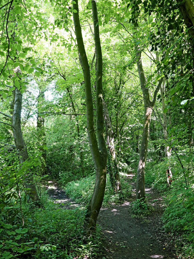 Woodland track in Pendeford Mill Nature... © Roger Kidd cc-by-sa/2.0 ...