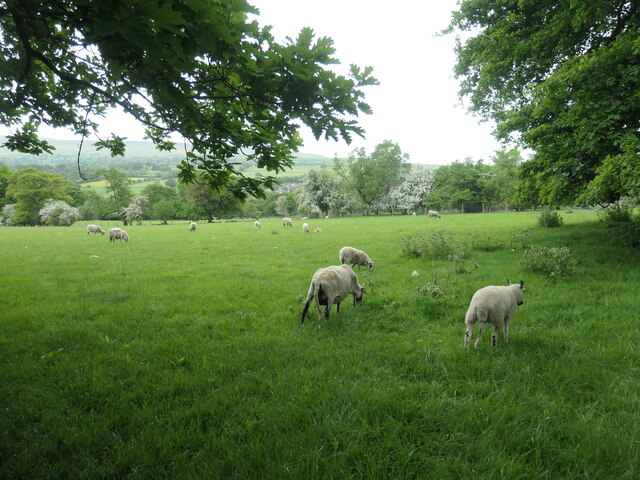 Sheep and lambs, south of Riddings Farm