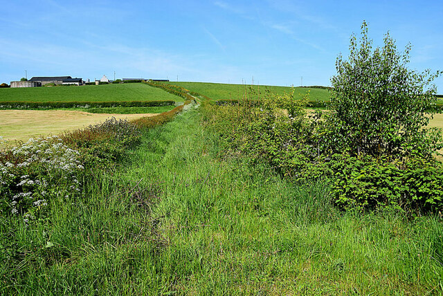 An overgrown lane, Derrygoon / Magheralough
