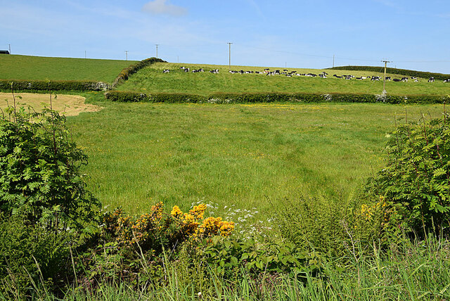 A distant herd of cattle, Magheralough