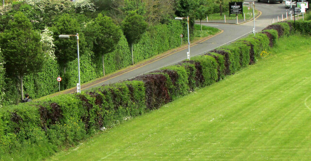 Stripey hedge, Torquay Academy