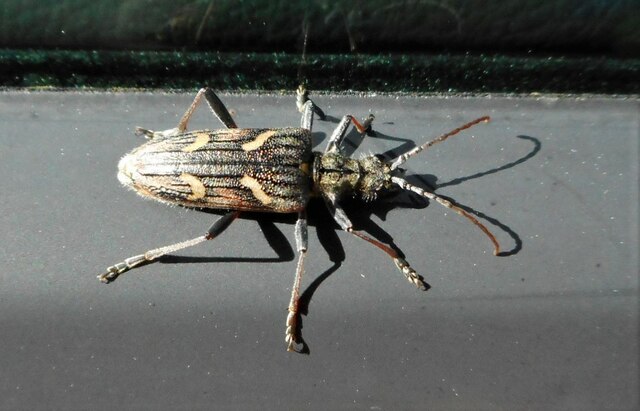 Two-banded longhorn beetle, Rhagium bifasciatum