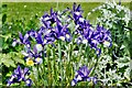 Lavenham Hall and Sculpture Garden: Irises