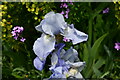 Lavenham Hall and Sculpture Garden: Iris