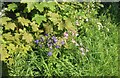 Wild flowers in Keresley Heath