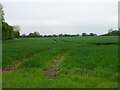 Cereal crop off Looms Lane