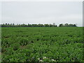 Field of beans, Debach