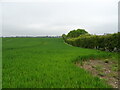 Cereal crop and hedgerow