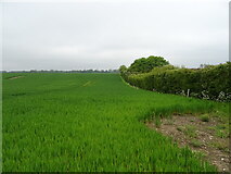 TM2555 : Cereal crop and hedgerow by JThomas