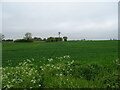 Path over crop field north of Framlingham