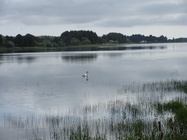 Swan on Cameron Reservoir