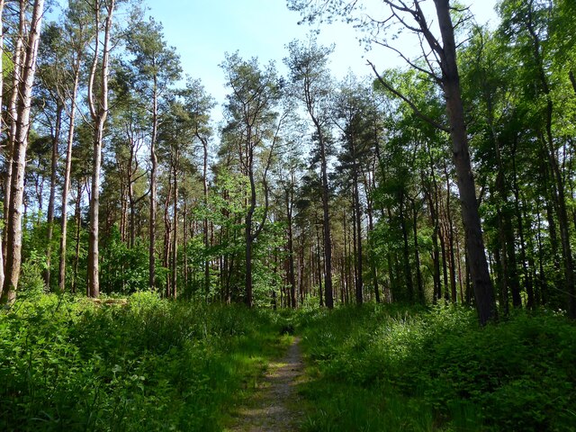 Sugarloaf Wood © Simon Carey :: Geograph Britain And Ireland