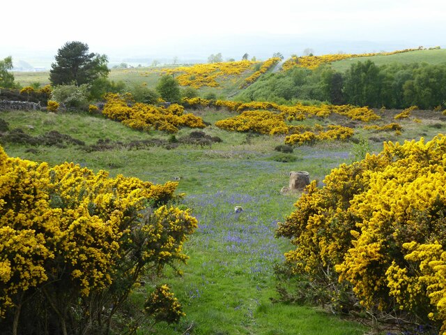 Gorse and bluebells in profusion