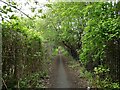 Overgrown path from Bridgewater Canal