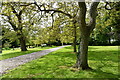 Lavenham Hall and Sculpture Garden: Walnut tree walk