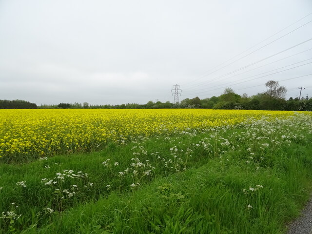 Oilseed rape crop and power lines