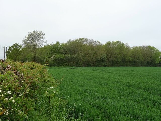 Cereal crop and woodland near Moat Farm