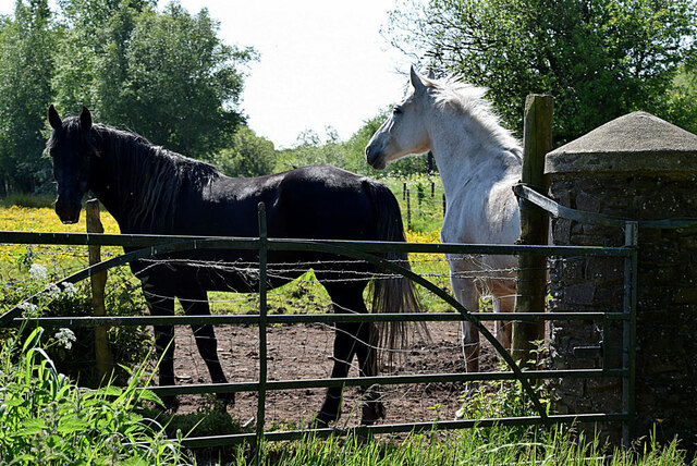 Horses, Clogherny Glebe Lower