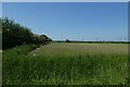 Fields beside Kellington Lane