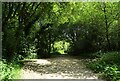 Track in Roddlesworth Wood